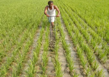 Gujarat kharif sowing reaches 67.48 lakh hectares