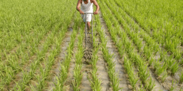 Gujarat kharif sowing reaches 67.48 lakh hectares