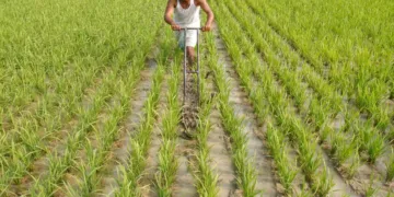 Gujarat kharif sowing reaches 67.48 lakh hectares
