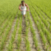 Gujarat kharif sowing reaches 67.48 lakh hectares