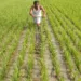 Gujarat kharif sowing reaches 67.48 lakh hectares