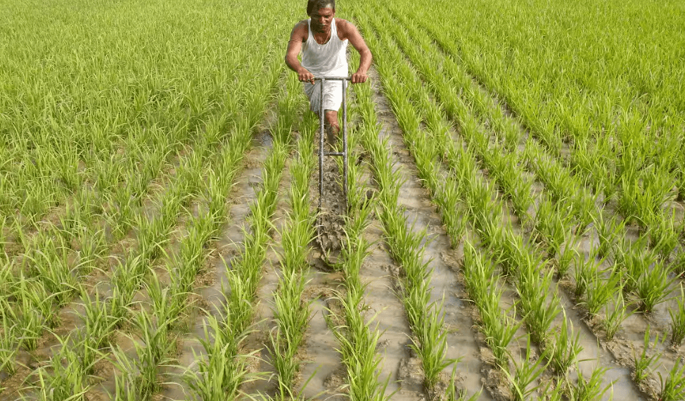 Gujarat kharif sowing reaches 67.48 lakh hectares