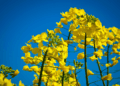European Commission cuts EU grain and oilseed production outlook
