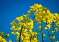 European Commission cuts EU grain and oilseed production outlook