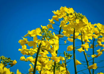 European Commission cuts EU grain and oilseed production outlook