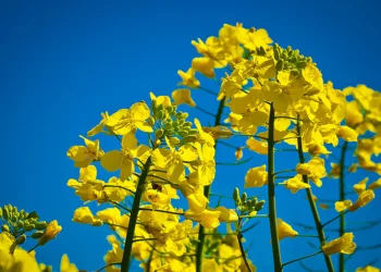 European Commission cuts EU grain and oilseed production outlook