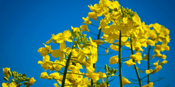 European Commission cuts EU grain and oilseed production outlook
