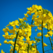 European Commission cuts EU grain and oilseed production outlook