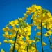 European Commission cuts EU grain and oilseed production outlook