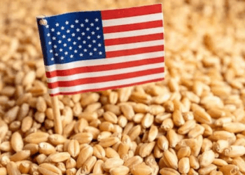 U.S. wheat supplies tighten as global stocks rise