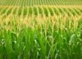 IGC cuts 2026/27 global corn crop forecast on lower output