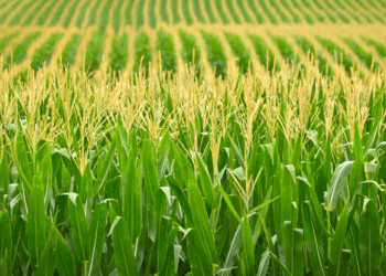 IGC cuts 2026/27 global corn crop forecast on lower output