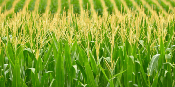 IGC cuts 2026/27 global corn crop forecast on lower output