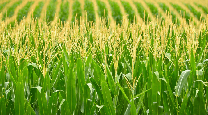 IGC cuts 2026/27 global corn crop forecast on lower output
