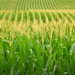 IGC cuts 2026/27 global corn crop forecast on lower output