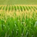IGC cuts 2026/27 global corn crop forecast on lower output