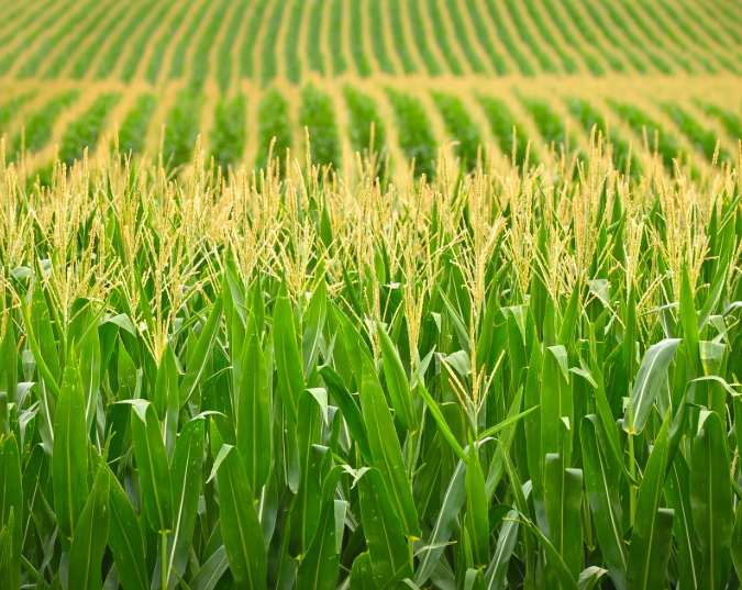 IGC cuts 2026/27 global corn crop forecast on lower output