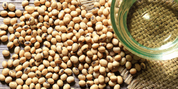 China oilseed demand supports vegetable oil price outlook