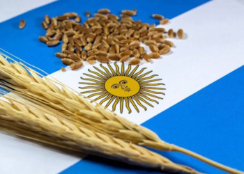 Argentina raises wheat and corn forecasts amid strong export demand