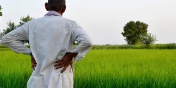 India raises rabi MSPs, boosting incentives for crop diversification