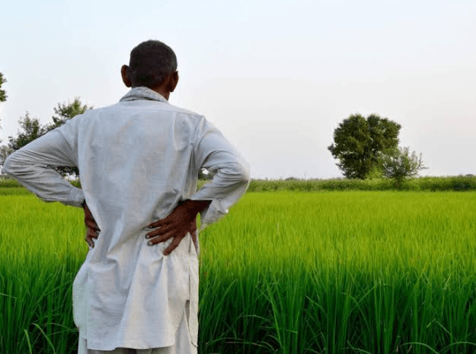 India raises rabi MSPs, boosting incentives for crop diversification