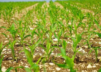 Rabi crop outlook weakens as rainfall deficits and El Niño threaten production