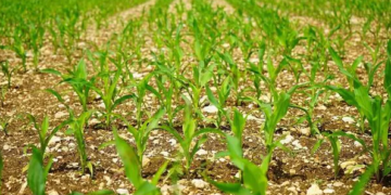 Rabi crop outlook weakens as rainfall deficits and El Niño threaten production