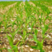 Rabi crop outlook weakens as rainfall deficits and El Niño threaten production
