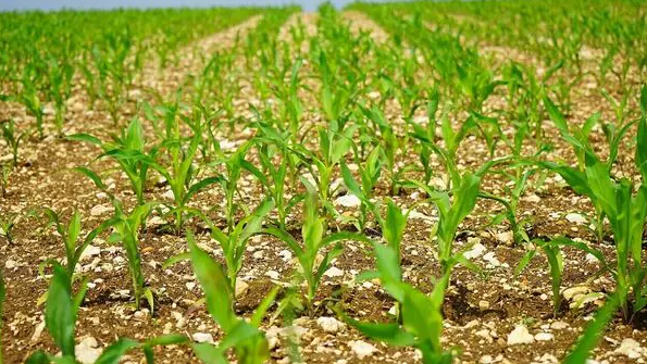 Rabi crop outlook weakens as rainfall deficits and El Niño threaten production